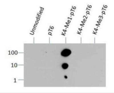 Dot Blot: Histone H3 [Monomethyl Lys4, p Thr6] Antibody - BSA Free [NB21-1037] - Analysis of H3K4me1/pT6 antibody in picomoles of protein.